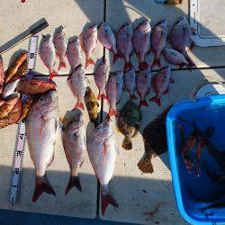 リトルワン 釣果