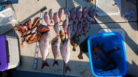 リトルワン 釣果