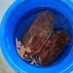 リトルワン 釣果