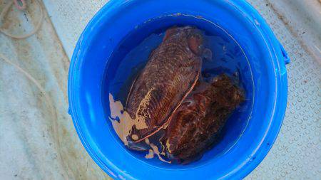 リトルワン 釣果