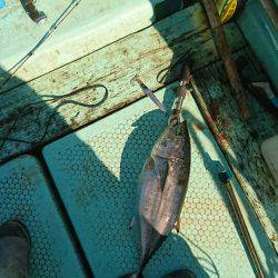 シードリーム 釣果