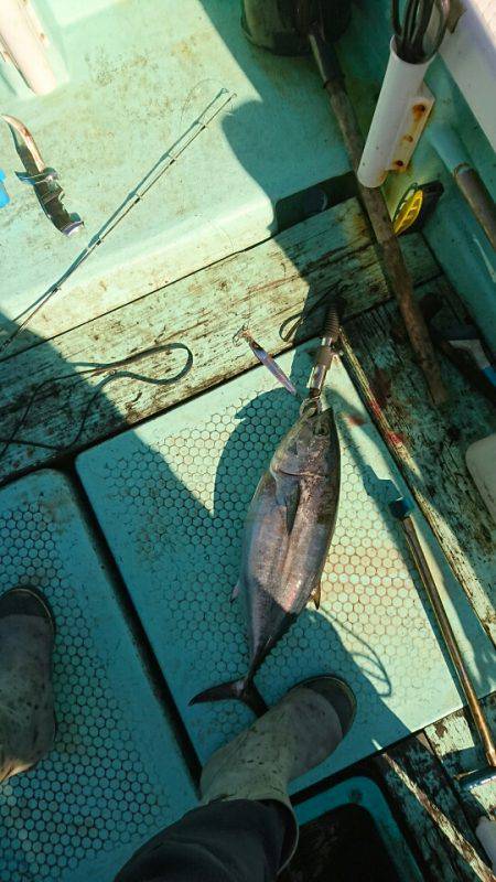 シードリーム 釣果