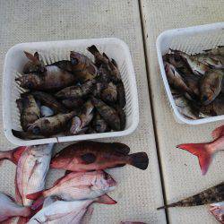 リトルワン 釣果