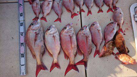 リトルワン 釣果