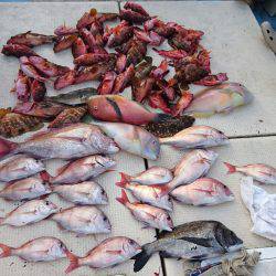 リトルワン 釣果