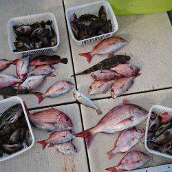 リトルワン 釣果