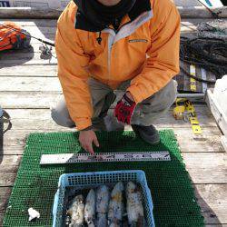 シードリーム 釣果