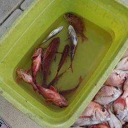 リトルワン 釣果