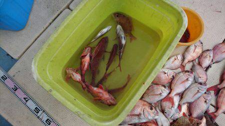 リトルワン 釣果