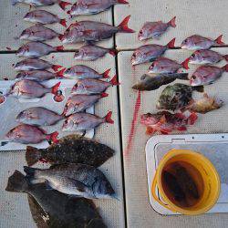 リトルワン 釣果