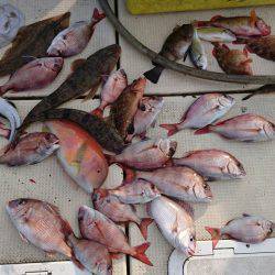 リトルワン 釣果