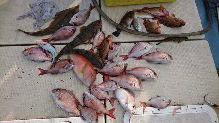 リトルワン 釣果