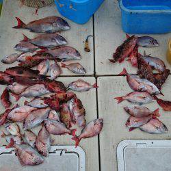 リトルワン 釣果