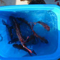 リトルワン 釣果