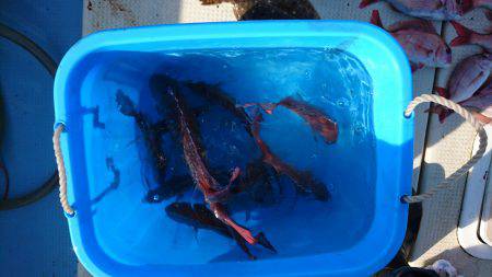 リトルワン 釣果