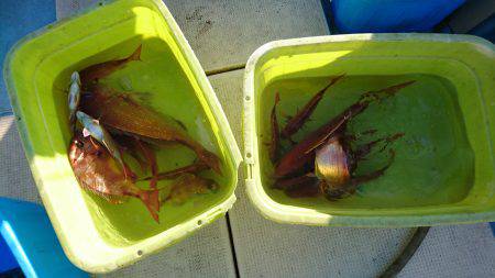 リトルワン 釣果