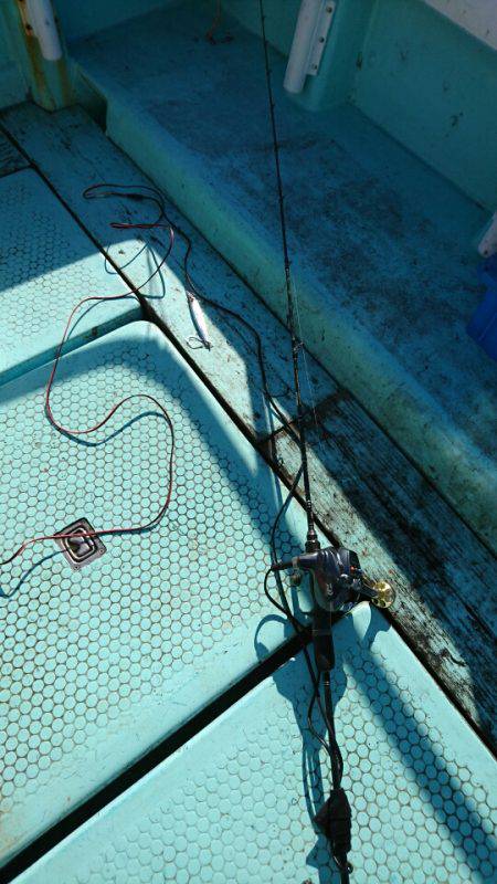 シードリーム 釣果