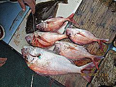 遊漁船 未紗奈 釣果