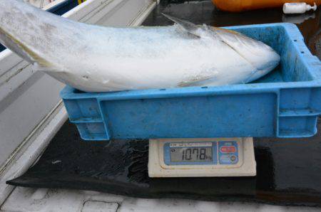 ジギング船 BLUEWATER 釣果