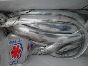 美咲丸 釣果