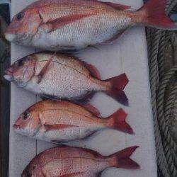 東京湾探釣隊ぼっち 釣果