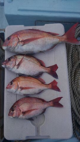 東京湾探釣隊ぼっち 釣果