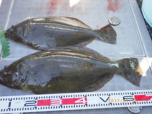 石川丸 釣果