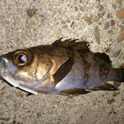 鳴門のメバル上向き。