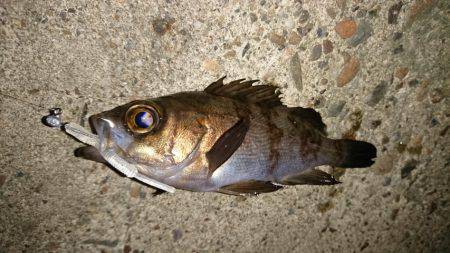 鳴門のメバル上向き。