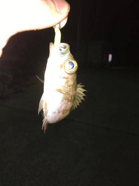 メバリング練習