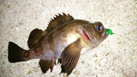 MSキャスティングでメバル・アジ