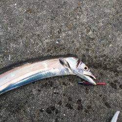 南芦屋浜タチウオ