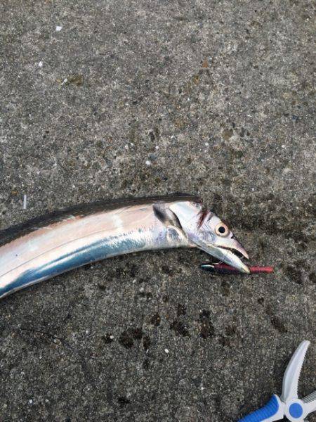 南芦屋浜タチウオ