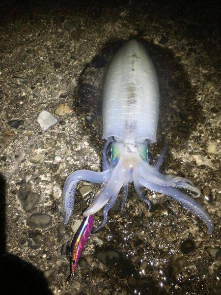 潮が動かない…