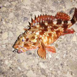 メバルはどこへ?