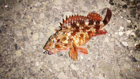 メバルはどこへ?