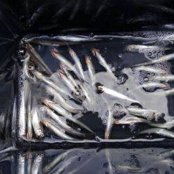 ワカサギ釣り納