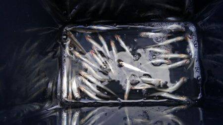 ワカサギ釣り納