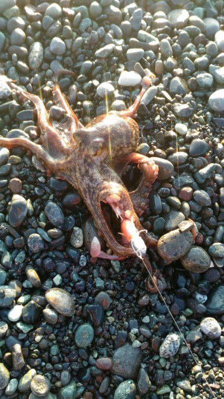 新年釣り初めでタコ