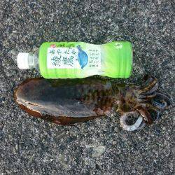 今年初釣り朝まずめ狙いで