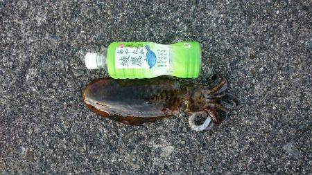 今年初釣り朝まずめ狙いで