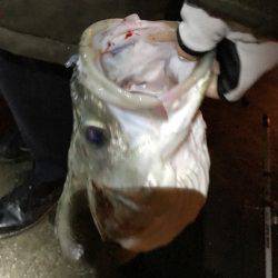 釣り部で舞洲へ