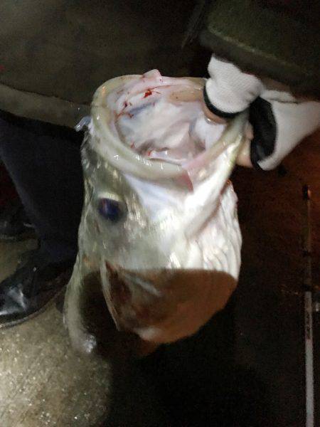 釣り部で舞洲へ