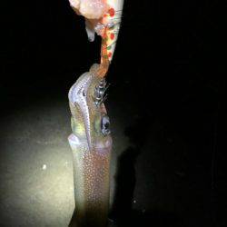 今年最初の釣り初め