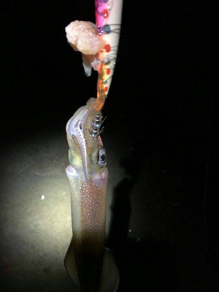 今年最初の釣り初め