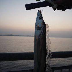 まだまだタチウオ釣れます！