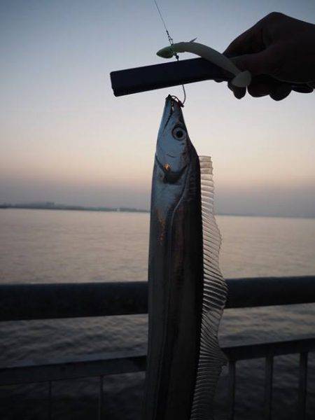 まだまだタチウオ釣れます！