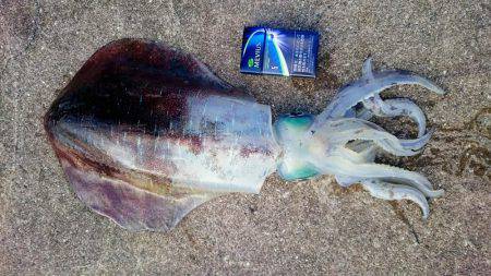 新年！初釣り！