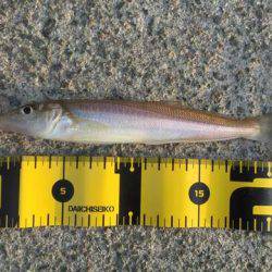 テトラデビューでキスゲット