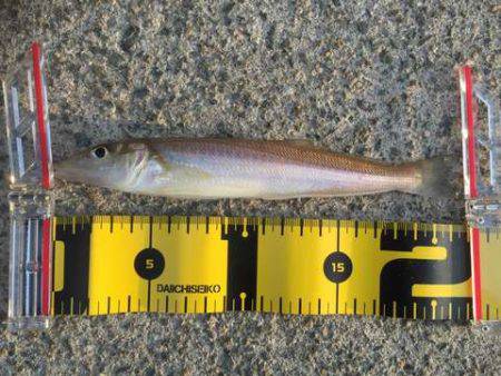 テトラデビューでキスゲット